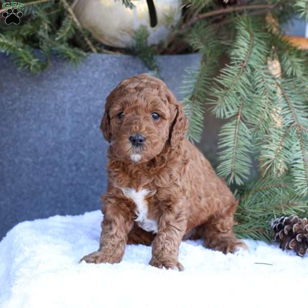 Archer, Mini Goldendoodle Puppy